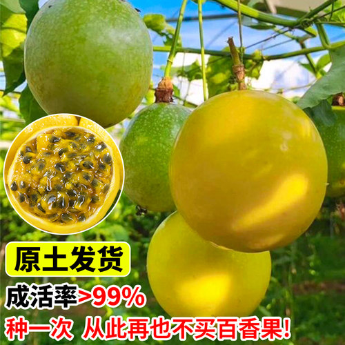 百香果树果苗四季结果广西纯甜九号好养特大号苗黄金钦蜜9号大苗 - 图2