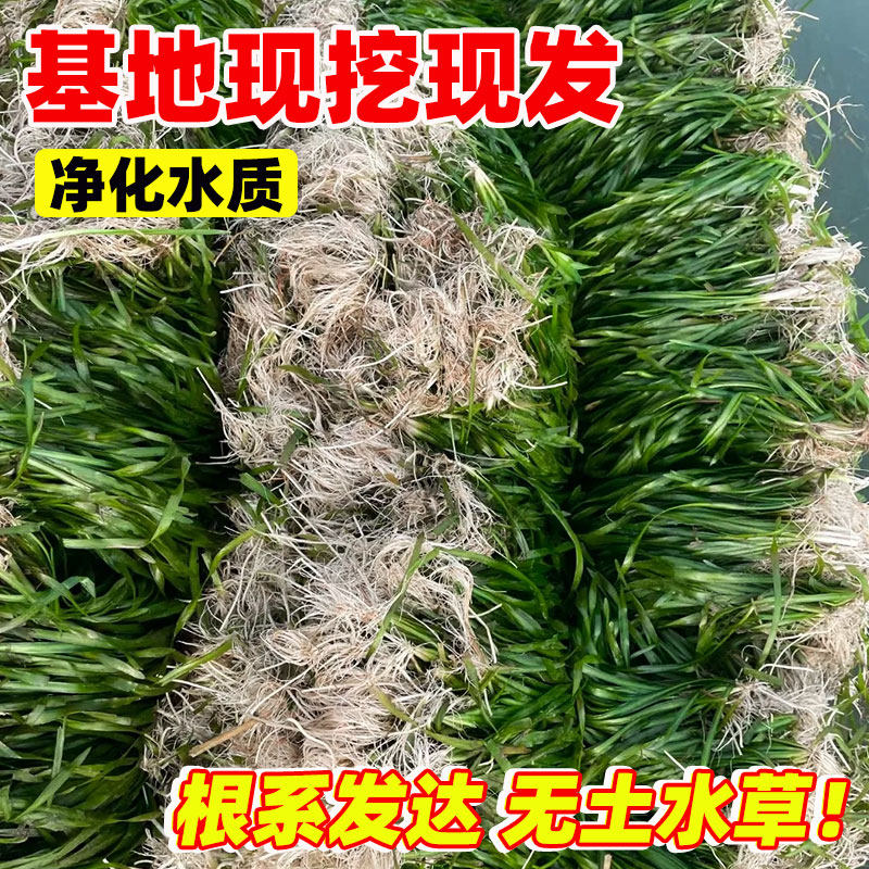 水生植物苦草苗四季鱼缸真水草净化水质池塘湖绿化虾蟹养殖苦草苗,淘宝优惠券,粉丝福利购,淘宝优惠卷