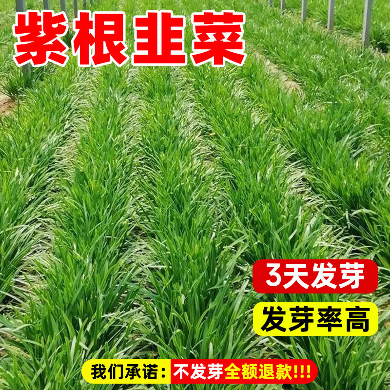 紫根韭菜种子独杆红韭菜籽多季韭菜种籽宽叶大叶耐热耐寒高产蔬菜,淘宝优惠券,粉丝福利购,淘宝优惠卷