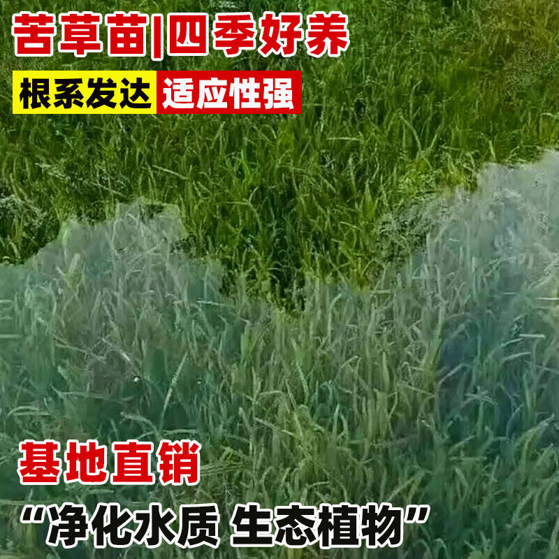 水生植物苦草苗四季鱼缸真水草净化水质池塘湖绿化虾蟹养殖苦草苗,淘宝优惠券,粉丝福利购,淘宝优惠卷