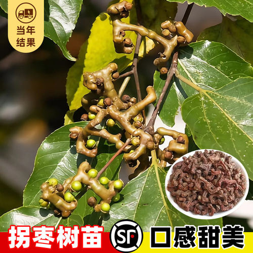 拐枣苗树盆栽拐枣树活苗嫁接特大号万寿果树苗南北方种植当年结果 - 图2