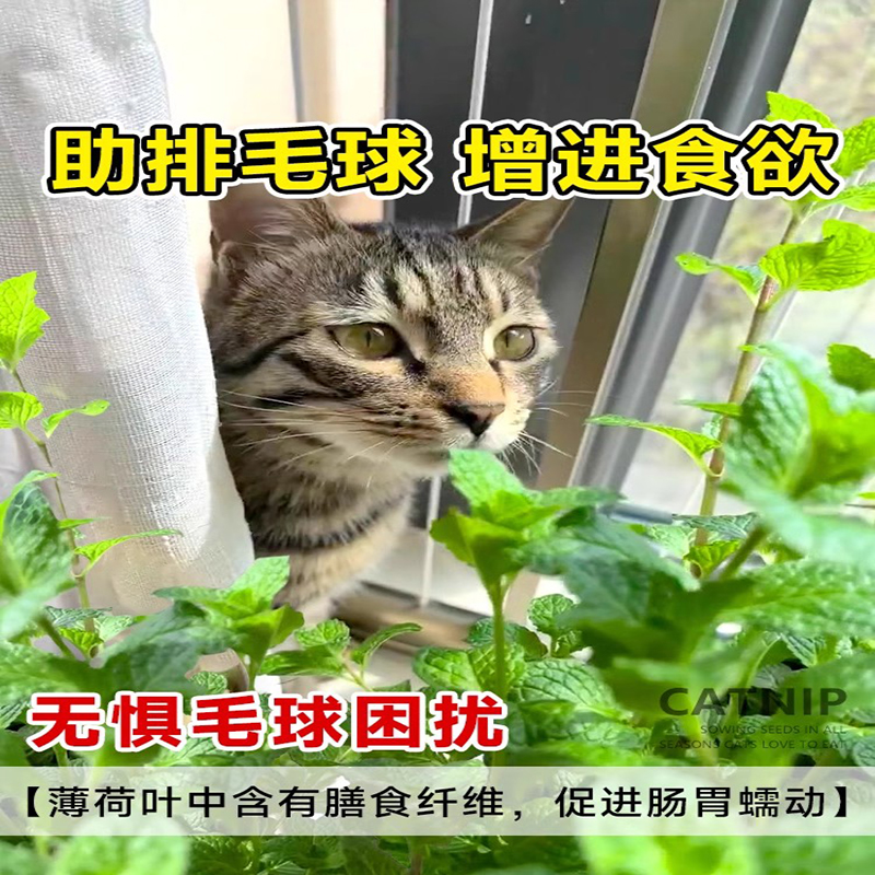 猫薄荷种子可食用薄荷种籽子四季种植香水留兰香猫草阳台易活盆栽 - 图2