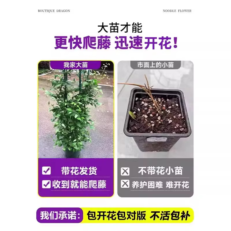铁线莲大苗带花苞乌托邦爬藤植物庭院盆栽耐热耐寒绿植花卉好养花,淘宝优惠券,粉丝福利购,淘宝优惠卷