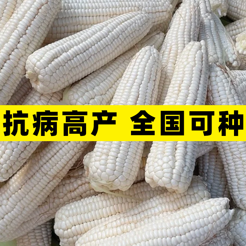 甜糯182玉米种子超甜白玉米种籽春秋种颗粒饱满香甜软糯玉米种孑 - 图2