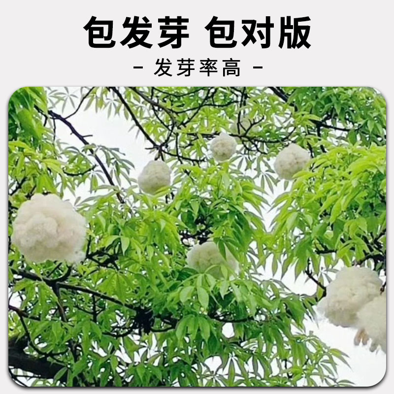 新棉花籽棉籽仁家庭盆栽植物懒汉棉高产抗虫抗病大田种植棉花种子-图2