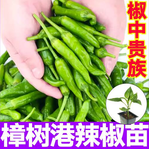 椒中贵族正宗湖南樟树港辣椒苗秧种子带土香辣朝天辣妹子四季盆栽 - 图1