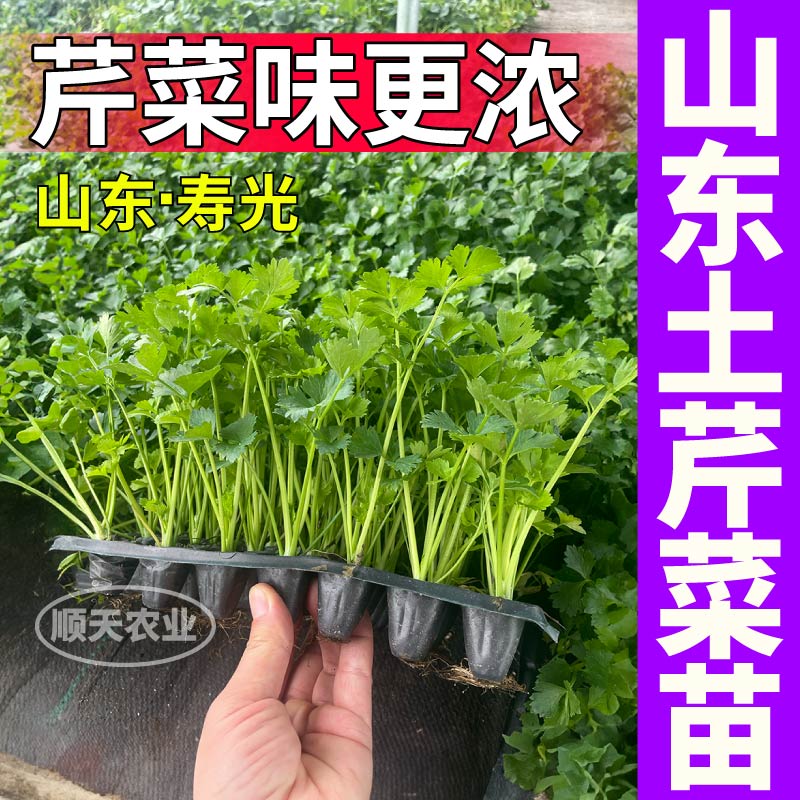 山东寿光土芹菜苗秧西芹香芹红香芹种子味浓高产正宗芹菜苗带土球