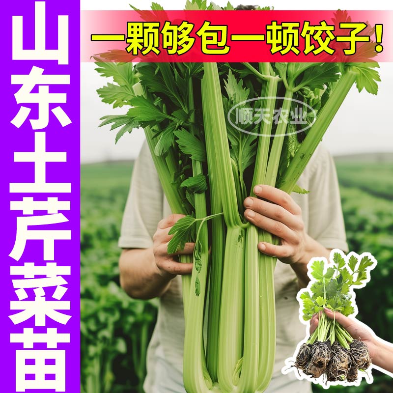 山东寿光土芹菜苗秧西芹香芹红香芹种子味浓高产正宗芹菜苗带土球