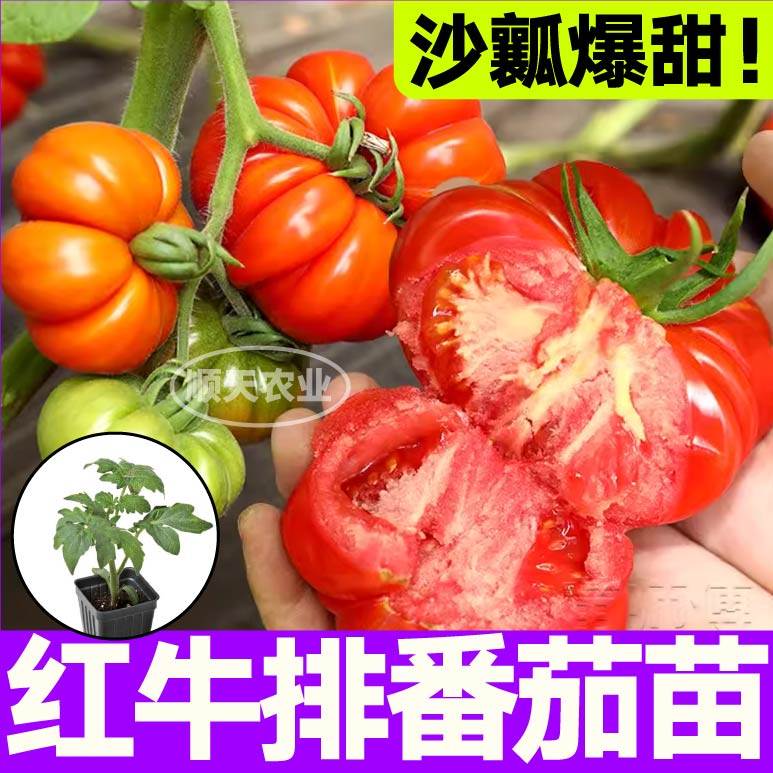 黑牛排番茄秧苗巨型丑柿子黑鹅肝西红柿种子四季盆栽带土球口感好,淘宝优惠券,粉丝福利购,淘宝优惠卷