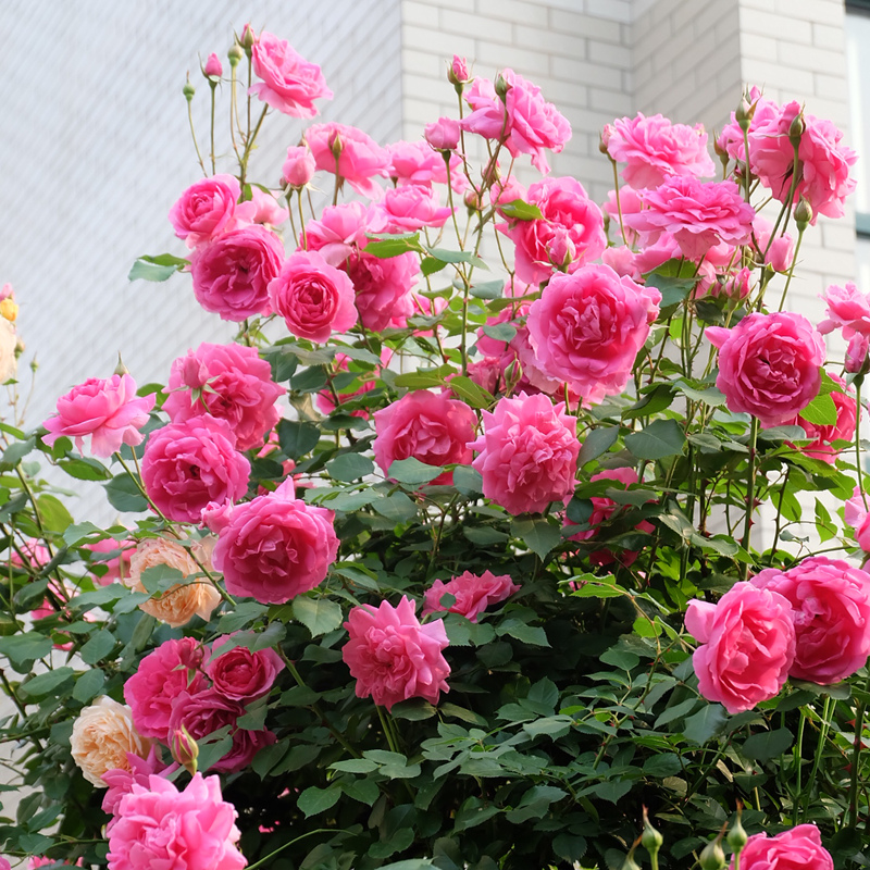 大游行藤本月季花苗阳台玫瑰花卉爬墙植物四季开大花爬藤浓香蔷薇-图0