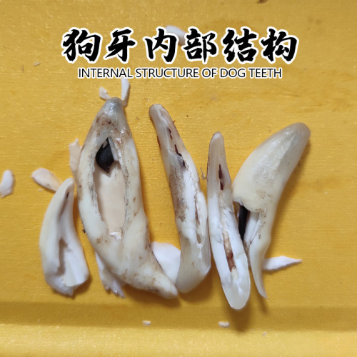 黑狗牙真品红项链男女情侣真狗牙齿挂件惊宝宝儿童大犬牙藏獒吊坠 - 图1