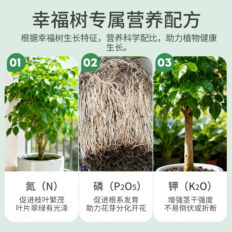 施可丰幸福树专用营养液肥料专治叶子干枯落叶阳台绿植盆栽植物用,淘宝优惠券,粉丝福利购,淘宝优惠卷