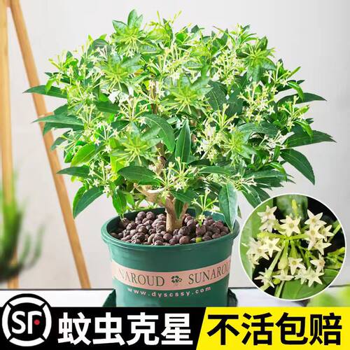 夜来香盆栽花苗带花苞阳台庭院老桩树苗四季浓香型花卉驱蚊草植物 - 图3