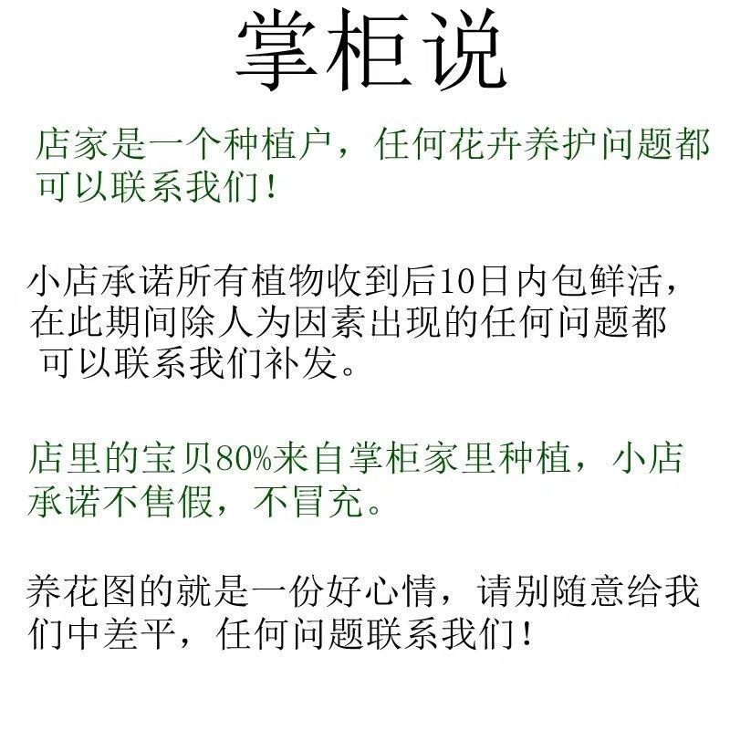 桂花树苗带花苞四季开花室内客厅观赏花卉盆景庭院大桂花盆栽好养 - 图2