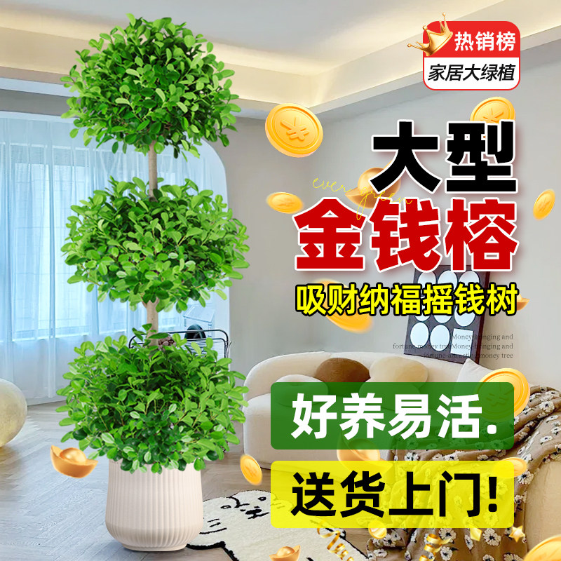 造型金钱榕摇钱树室内盆栽植物大型客厅好养老桩盆景开业送礼绿植,淘宝优惠券,粉丝福利购,淘宝优惠卷