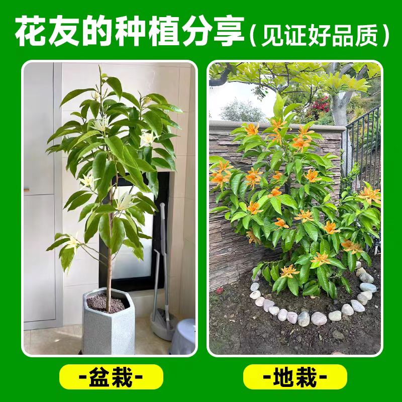 白兰花盆栽黄角兰树苗带花苞玉兰花阳台庭院室内绿植物四季开花卉