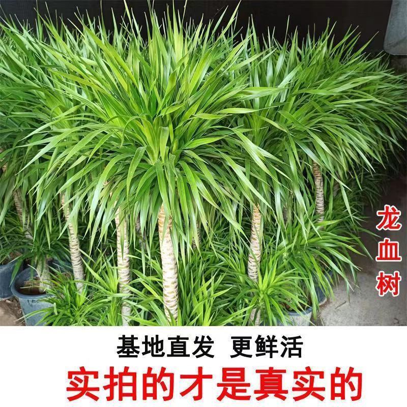 龙血树客厅绿植盆栽室内吸甲醛办公室大型四季常青阳台植物好养活 - 图0