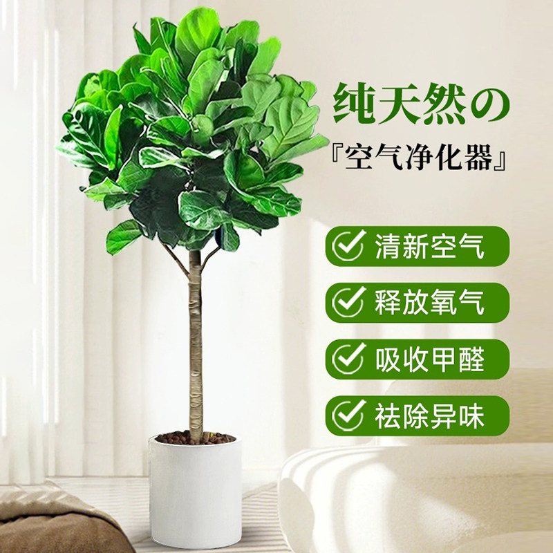 琴叶榕客厅大叶型老桩绿植盆栽橡皮树室内吸甲醛盆景好养真花植物,淘宝优惠券,粉丝福利购,淘宝优惠卷