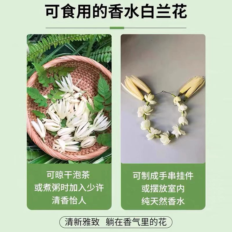 白兰花盆栽玉兰花树苗带花苞易活植物室内庭院老桩黄角兰四季花卉-图3