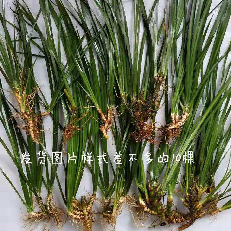 菖蒲草盆景室内客厅办公室桌面可水培四季常青植物龙根苗老桩好养-图1