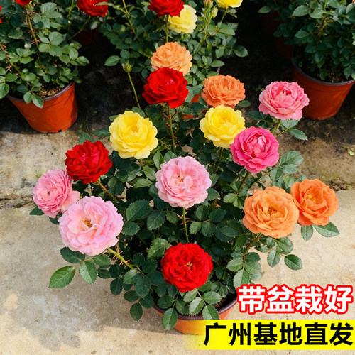 玫瑰花盆栽三色月季大花苗室内客厅鲜花卉桌面果汁阳台开花绿植物 - 图1