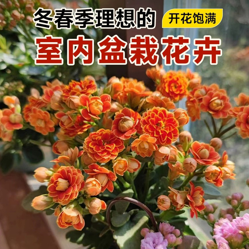 长寿花盆栽金狐狸带花苞重瓣大花苗室内阳台四季花卉老桩多肉植物