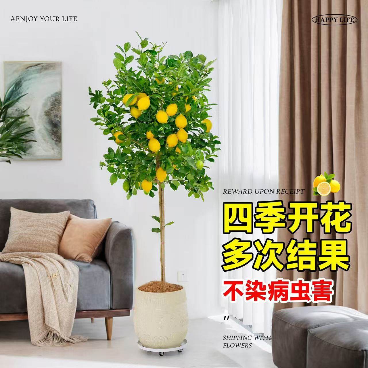 香水柠檬树盆栽带果室内阳台大型四季好养真花绿植客厅除甲醛植物,淘宝优惠券,粉丝福利购,淘宝优惠卷