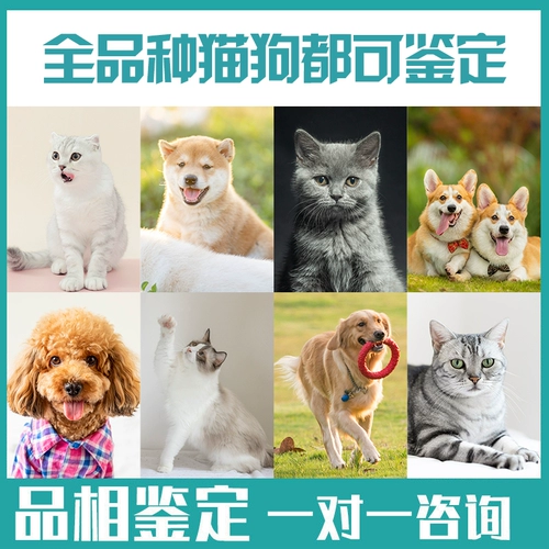 Оценка кошек домашние животные Pets Puppet Cat Dog and Dog Shiba Inu Идентификация цена Golden Getse Assulation Corki Bianpu