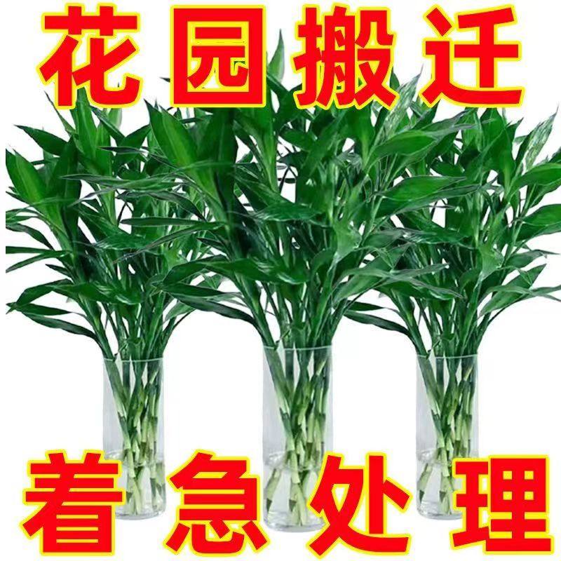 富贵竹基地直发水培植物水养水竹客厅室内绿萝金钱招财树转运盆栽,淘宝优惠券,粉丝福利购,淘宝优惠卷