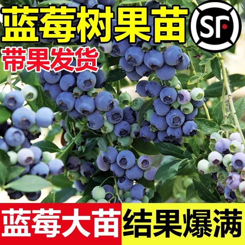 蓝莓树果苗蓝莓苗盆栽地栽果苗带大果南北方种植苗兔眼绿宝石果树 - 图0