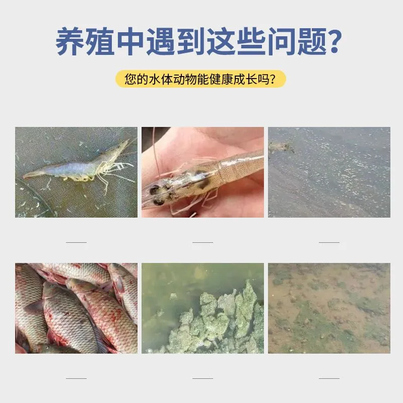 丁酸梭菌原液水产养殖鱼塘对虾螃蟹专用改善肠道空肠空胃肠炎白便 - 图0