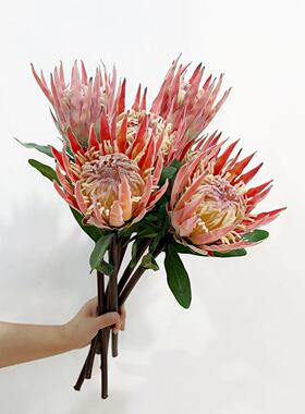 含阳南非公主植绒大帝王
