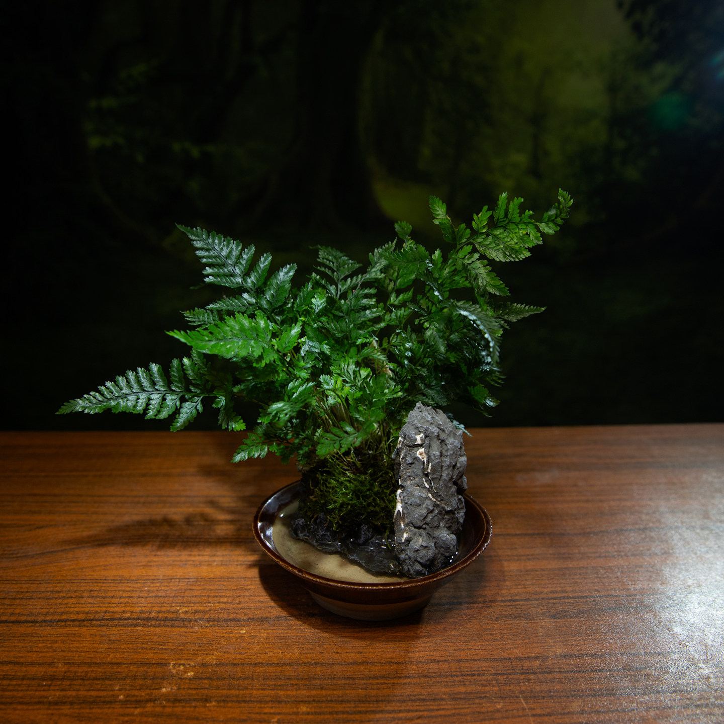 狼尾蕨盆景自吸水中式禅意茶台室内桌面绿植景观盆栽喜阴喜水易养,淘宝优惠券,粉丝福利购,淘宝优惠卷