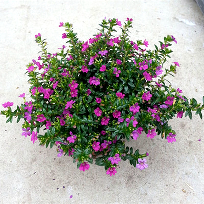 满天星盆栽花苗绿植客厅办公室植物庭院花园观花耐寒阳台花卉树苗-图1