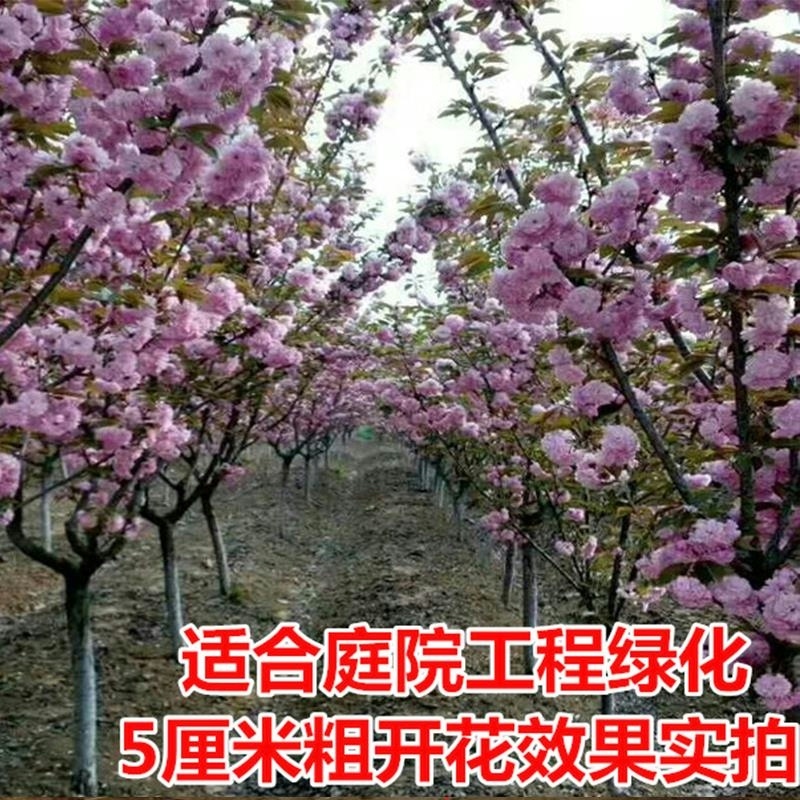 樱花树苗正宗日本樱花小苗南北方庭院地栽盆栽花树园林植物绿化树-图0