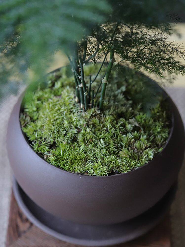 文竹盆栽室内绿植花卉文松盆景养不死盆景客厅好养四季常青大文竹