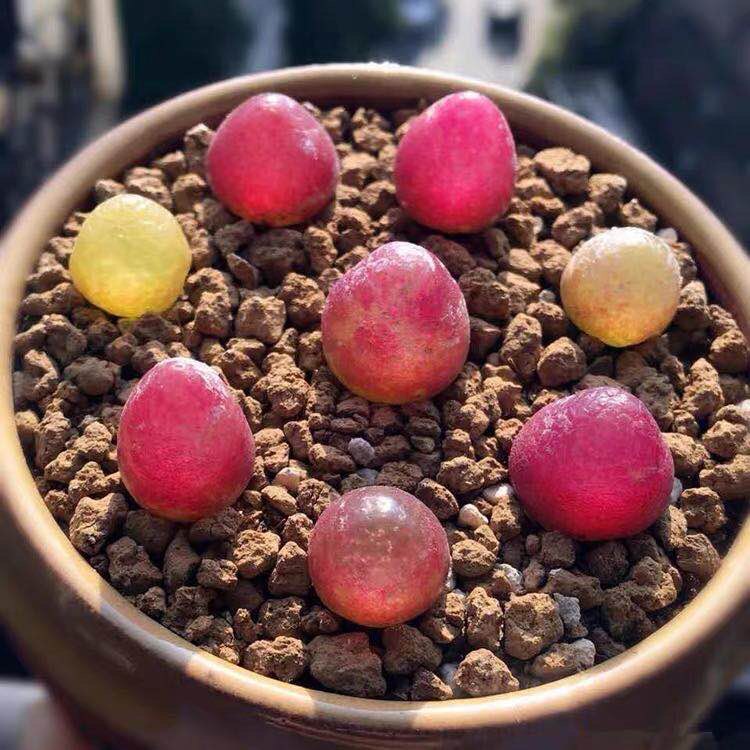 【清仓】番杏科生石花多肉植物sh409灯泡肉锥哈默灯泡好养阳台绿