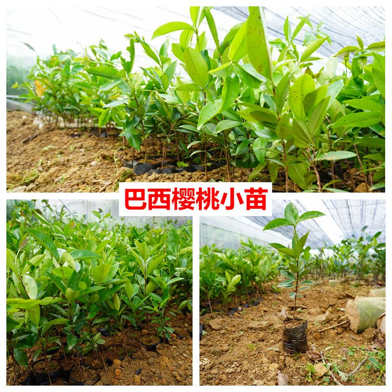 樱桃苗巴西樱桃车厘子树苖特大南方本地种植阳台盆栽地栽带土带叶-图2