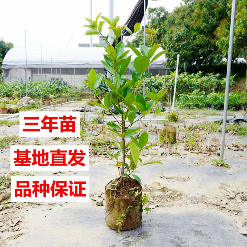 樱桃苗巴西樱桃车厘子树苖特大南方本地种植阳台盆栽地栽带土带叶-图1