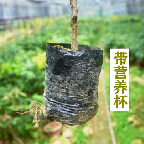 正宗杨梅树苗东魁黑炭软丝嫁接特大果树苗带土盆栽地栽南北方种植 - 图1