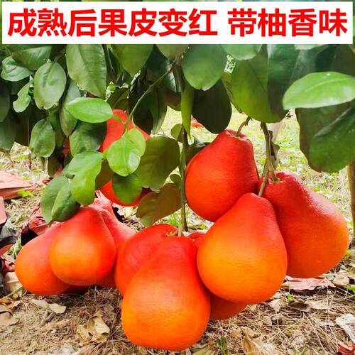 泰国暹罗三红柚香水柚嫁接苗特大柚子树新品种红心果树南方种植 - 图0