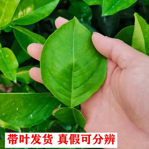 泰国暹罗三红柚香水柚嫁接苗特大柚子树新品种红心果树南方种植 - 图1