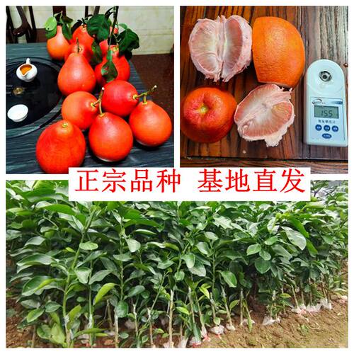 泰国暹罗三红柚香水柚嫁接苗特大柚子树新品种红心果树南方种植 - 图3