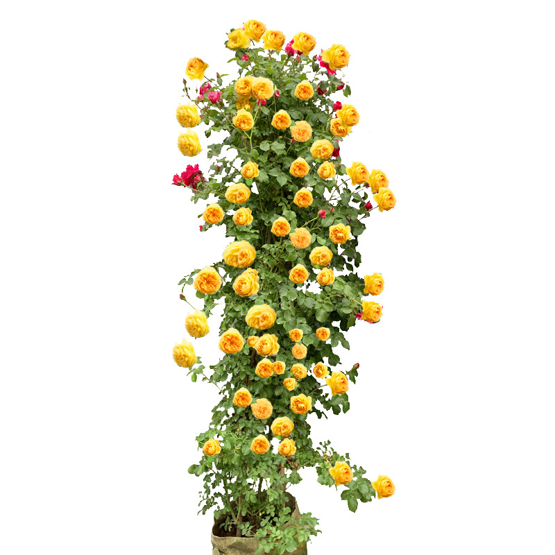 藤本月季多季开蔷薇花盆栽带花阳台玫瑰花苗爬藤大花浓香庭院植物_虎窝淘