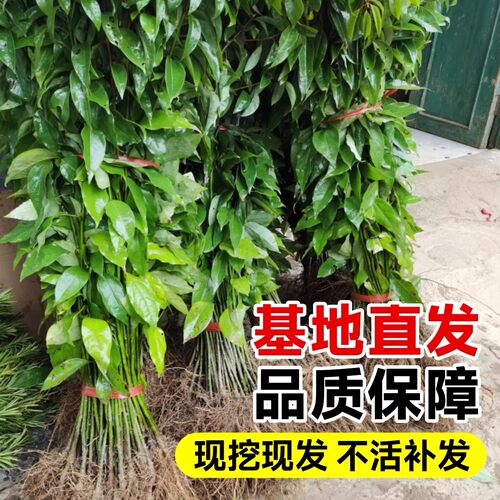 香樟树苗四季常青公园庭院地栽绿化工程大树驱蚊虫耐寒小叶香樟苗 - 图3