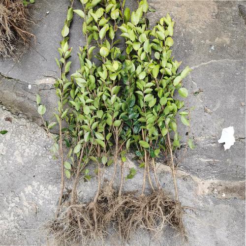 高产油茶树苗批发嫁接油茶苗茶油树苗茶树苗山茶油树苗白花中大果 - 图1