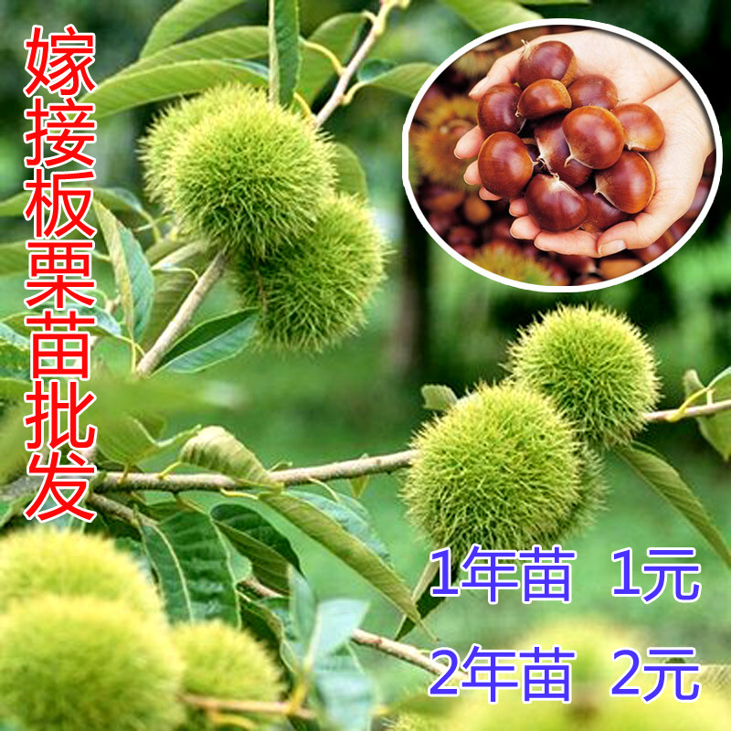 板栗苗树嫁接盆栽地栽当年结果南方北方种植特大板栗树大红袍板栗,淘宝优惠券,粉丝福利购,淘宝优惠卷