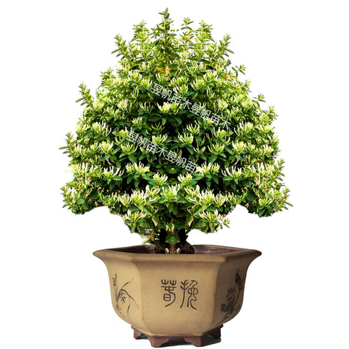 当年开花金银花苗树北花一号爬藤植物盆栽地栽食用药用四季金银花 - 图3