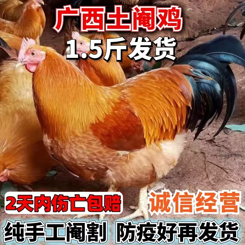 一斤半斤特大种k9鸡苗阉鸡活体红玉鸡活鸡九斤黄九斤红脱温苗包邮 - 图0