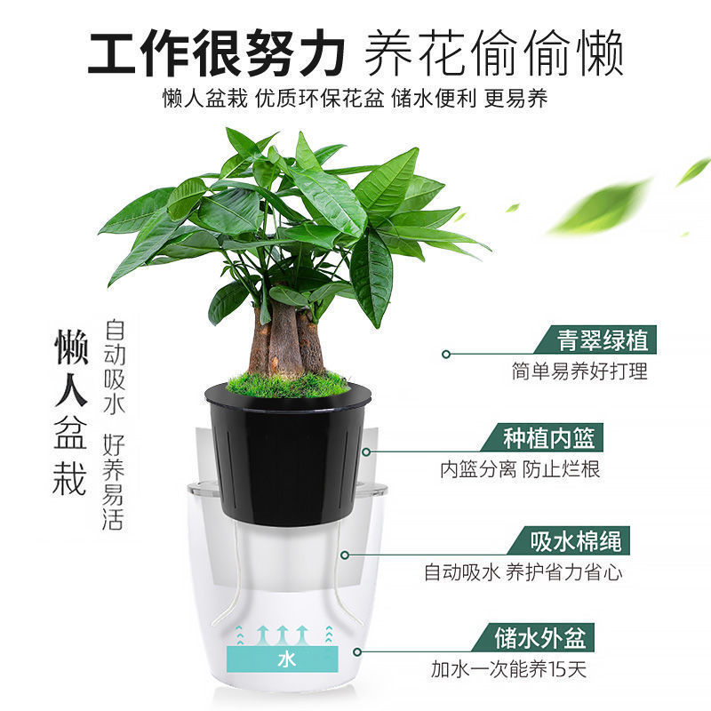 小发财树盆栽室内植物花卉室内盆景摆件水培办公桌面绿植招财好养